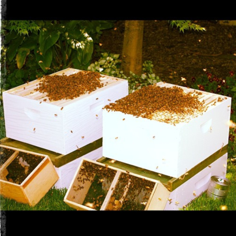 Package of Bees leaving their hive
