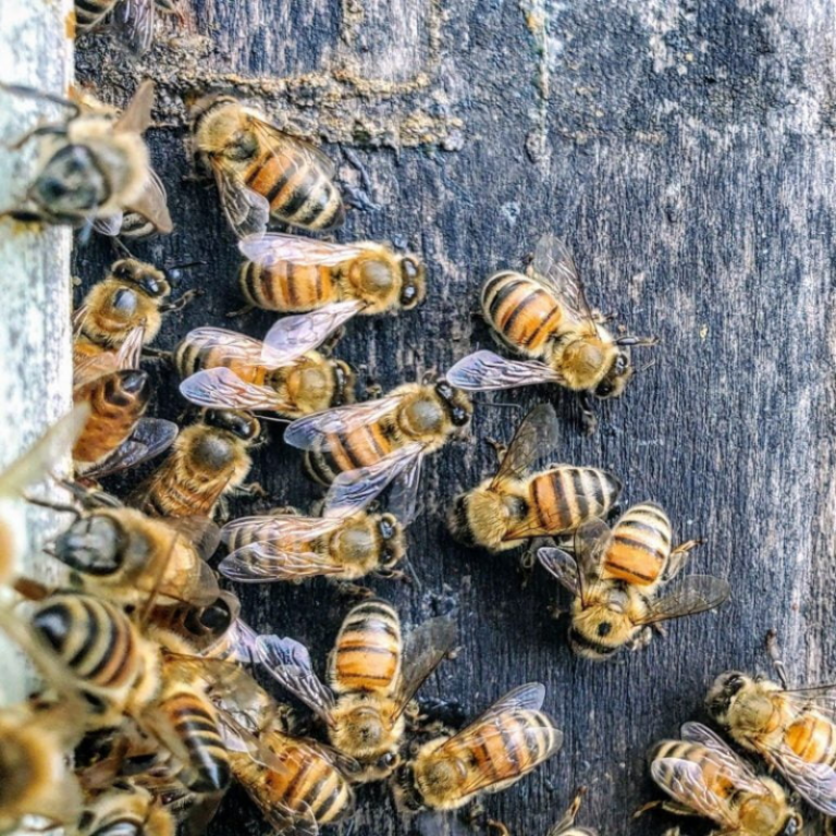 Active Bees