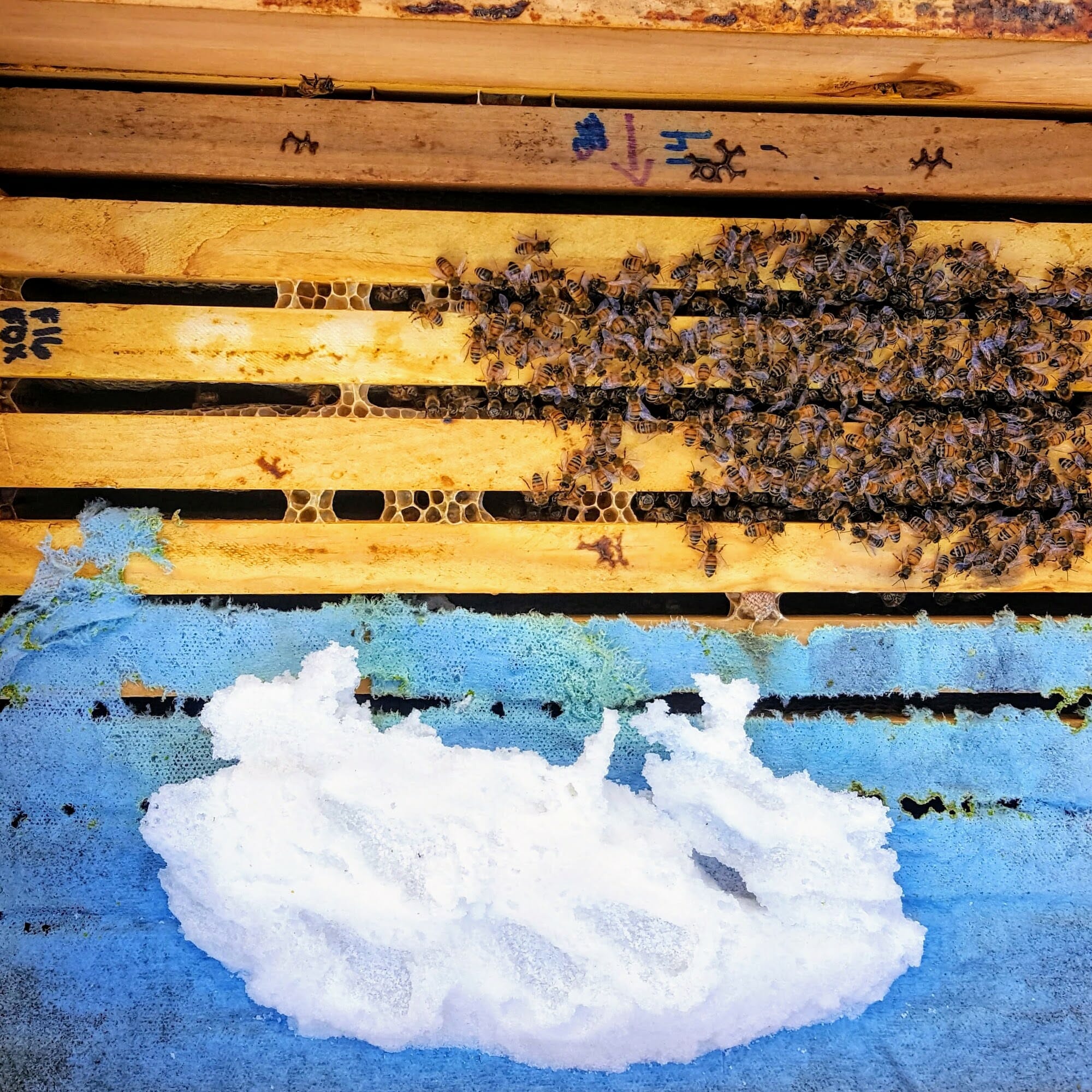 Winter Bee Feeding