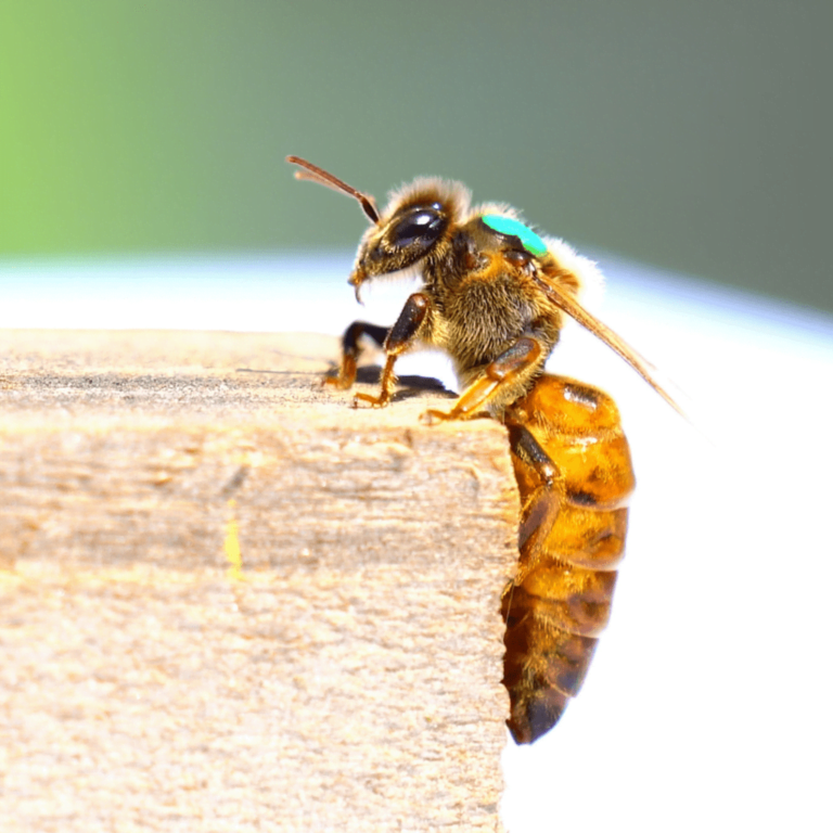 queen bee marking