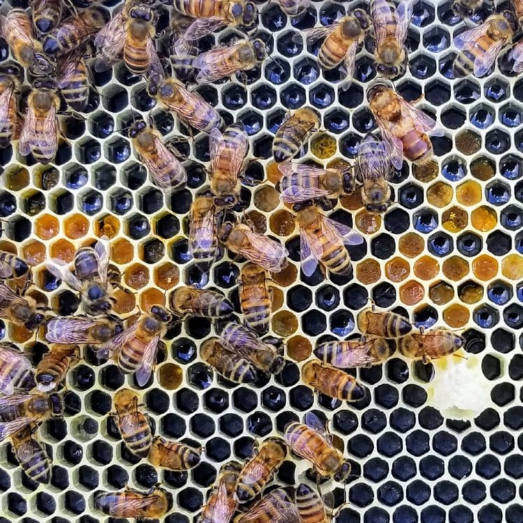 Bees on Frame with Pollen