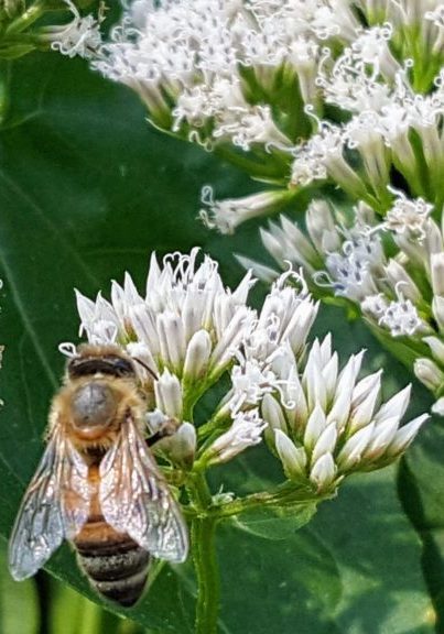 Bee on White Flower