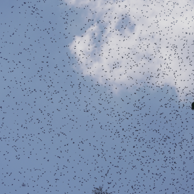 Bee Swarm in the air