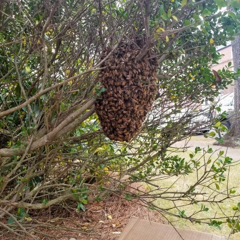Swarm of bees in bush