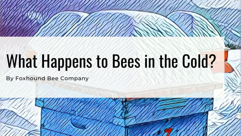 What Happens to Bees in the Cold