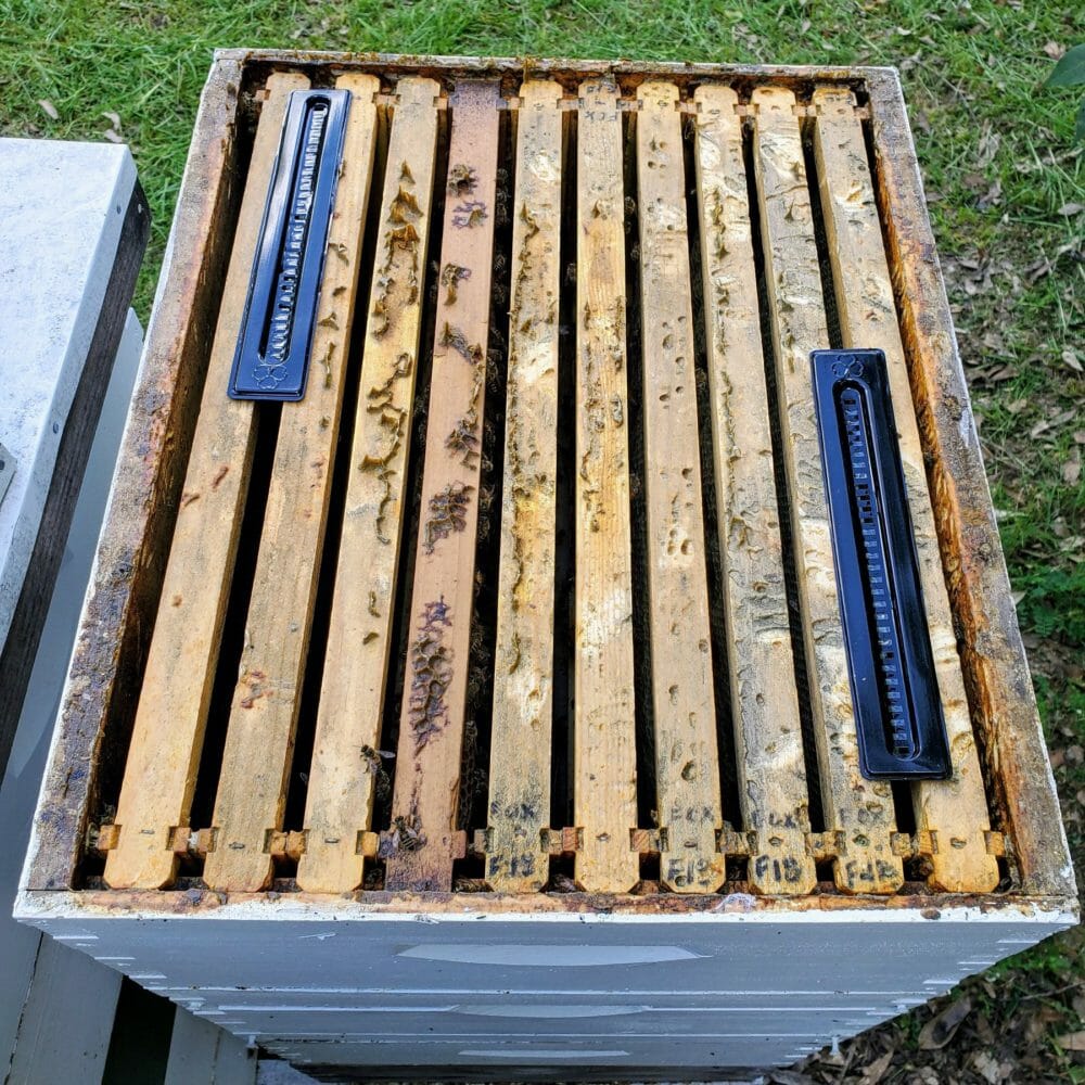 5 Black Small Bee Hive Beetle Blaster BeeHive Trap Beekeeping Equipment ToES PL 