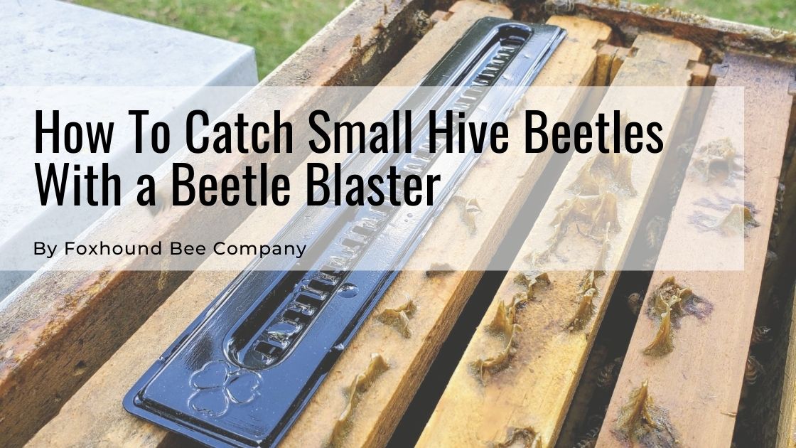 Black Small Bee Hive Beetle Blaster BeeHive Beetle Trap Beekeeping Tool J8# 