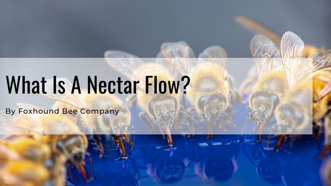 What Is A Nectar or Honey Flow? Foxhound Bee Co