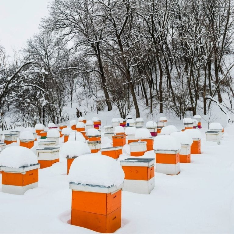 Bee Hive Covered with snow