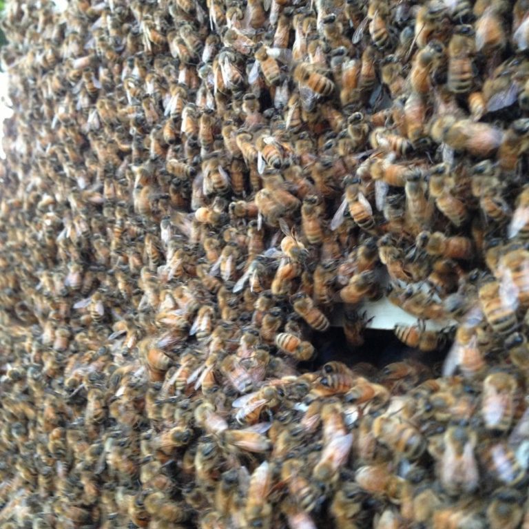 Entrance of Bee Hive Covered with Bees