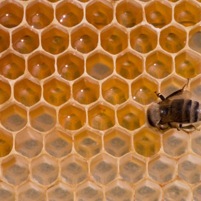 natural honey bee hive