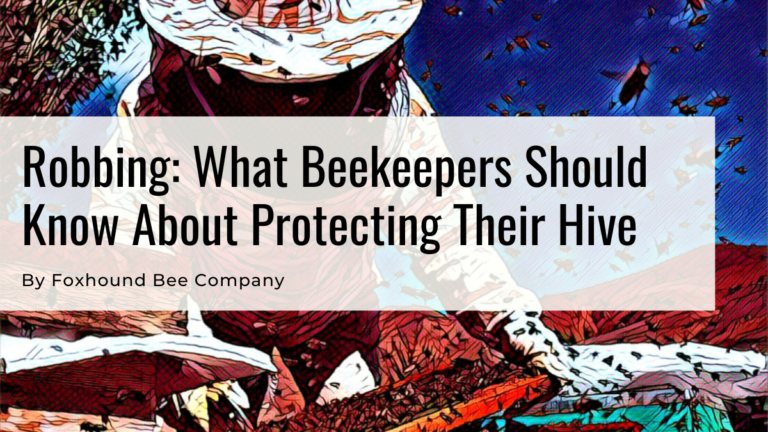 Robbing_ What Beekeepers Should Know About Protecting Their Hive