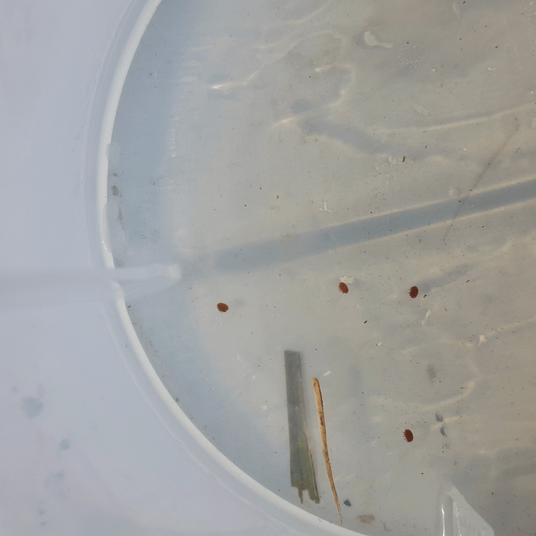 Varroa mites in bottom of cup
