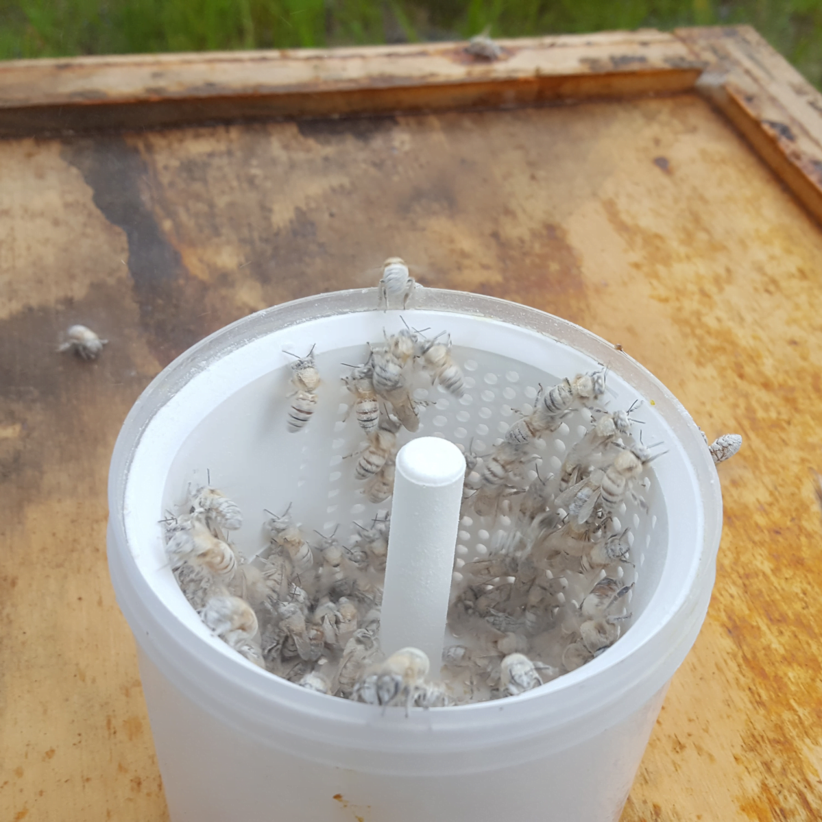 Varroa mites in powdered sugar