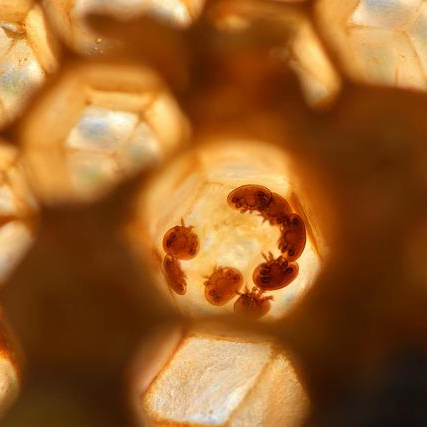 Female varroa mites in cell