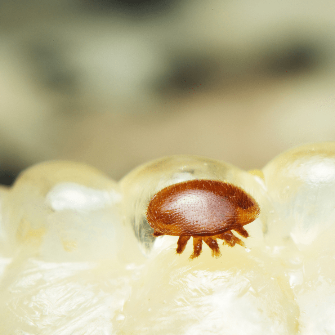Varroa mite walking