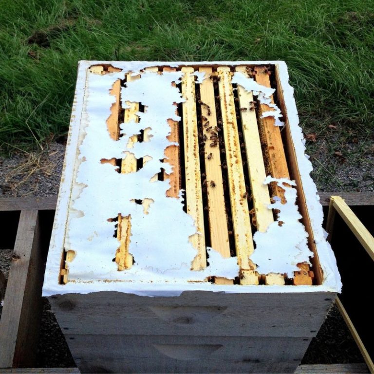 Newspaper Chewed by bees combining hive