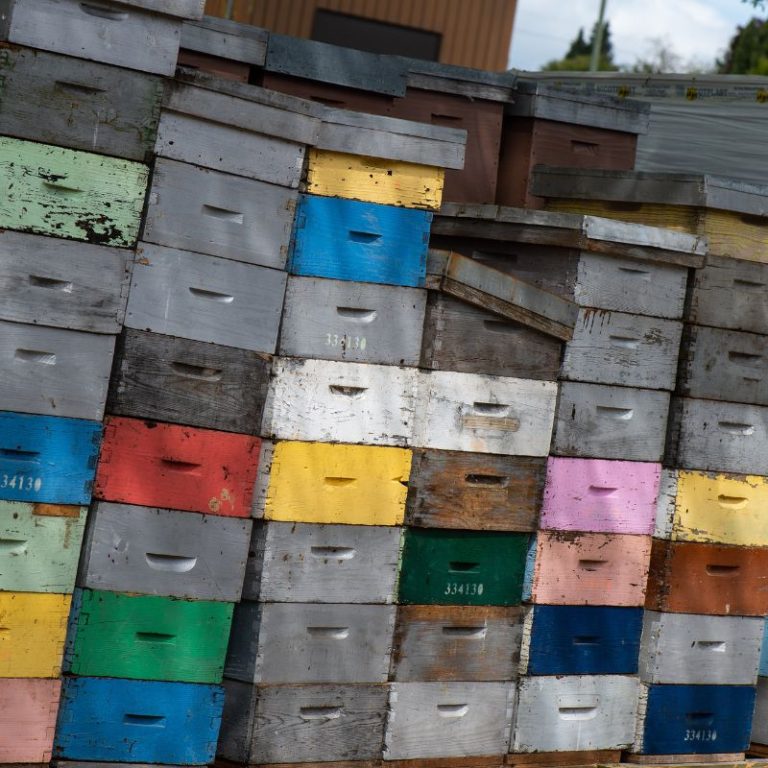 Stacked beekeeping boxes