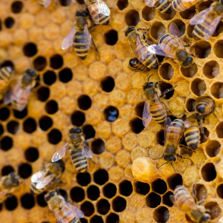 Honeybees on comb brood drone capped