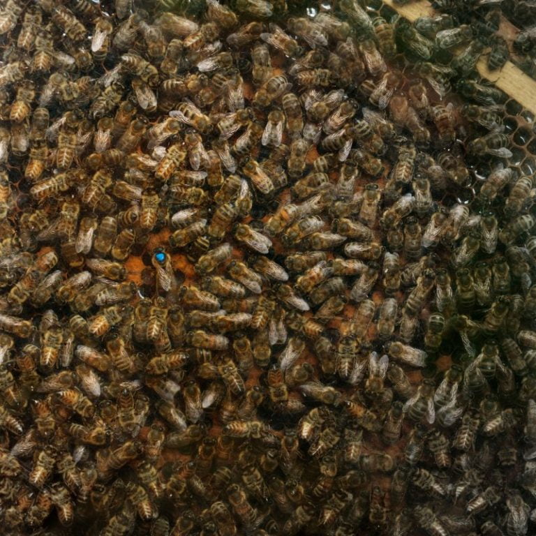 marked queen easy to find in frame bees