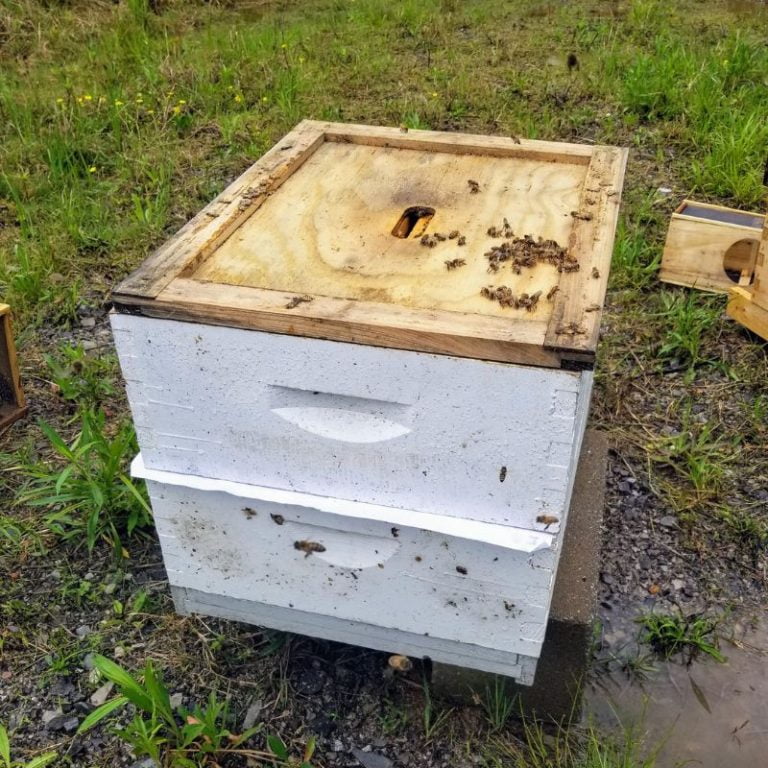 Two Hives Combined Newspaper