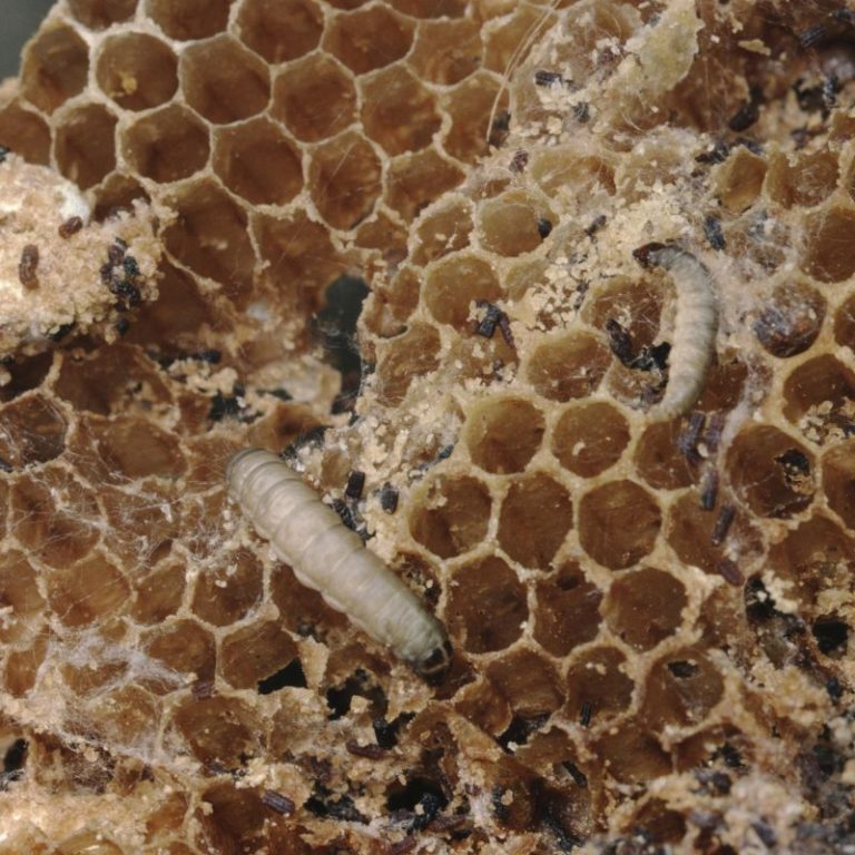 Wax Moth Larva Comb Web