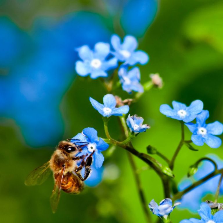 Honey Bee on Blue Flower