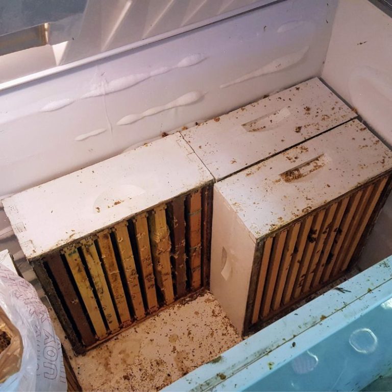 Storing Bee Boxes in the freezer