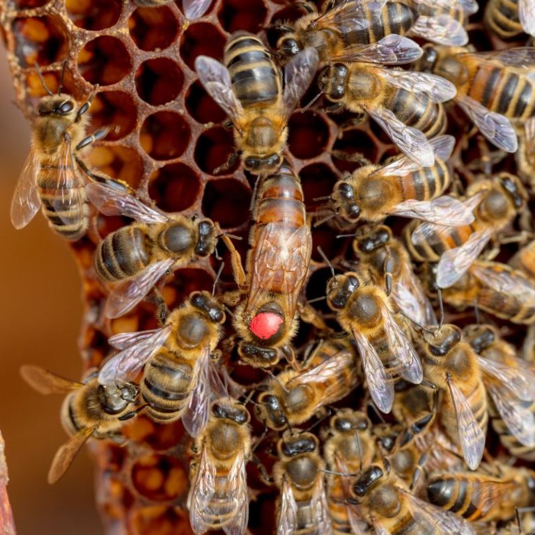 Marked queen bee with red dot