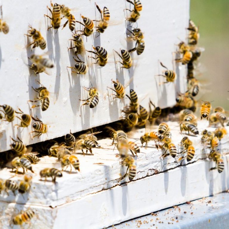 beehive in full sun