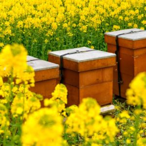 beehives with flower