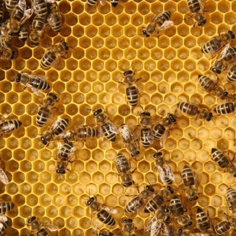 Honey bee Larva