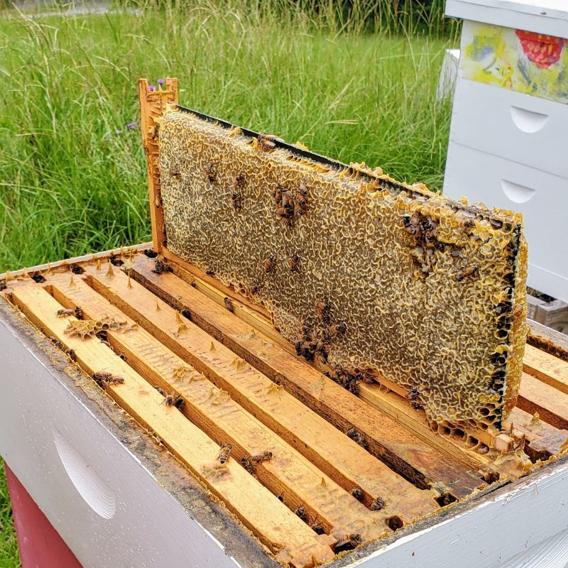 A Dozen Beekeepers Make It Hard
