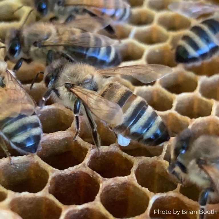 honeybee wax gland
