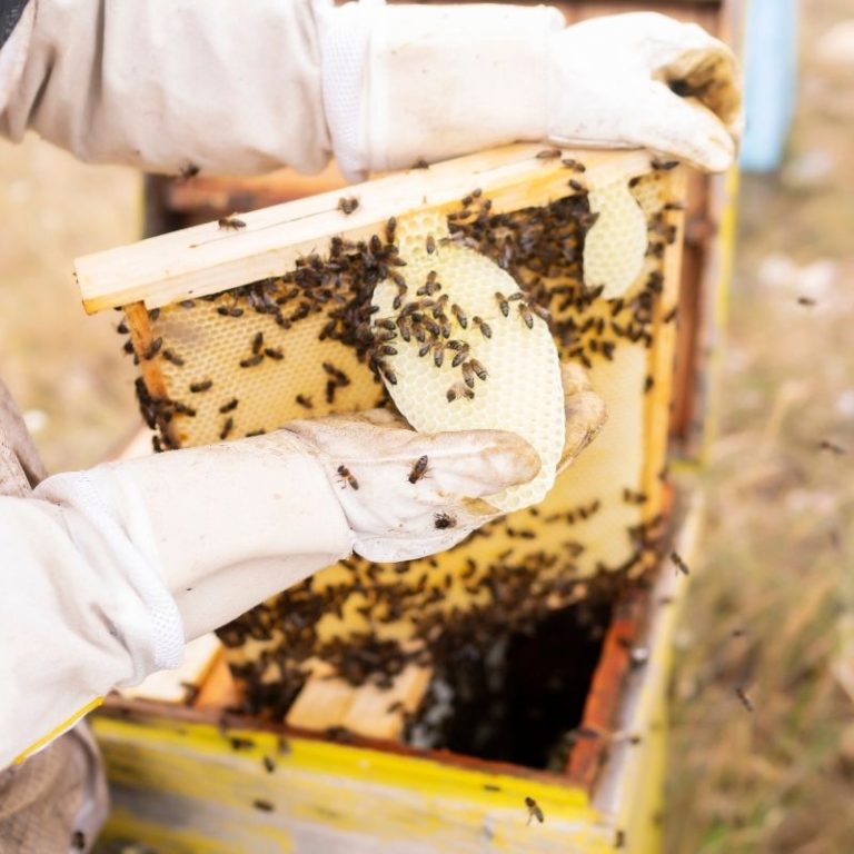 What is Beeswax? - Live Bee Removal