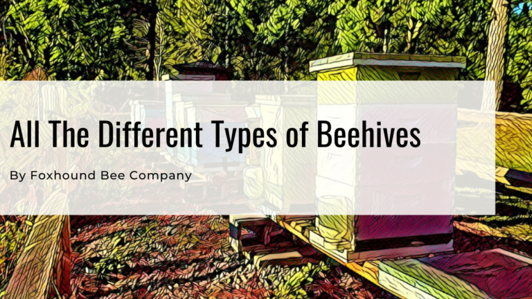 All the Different Types of Beehives