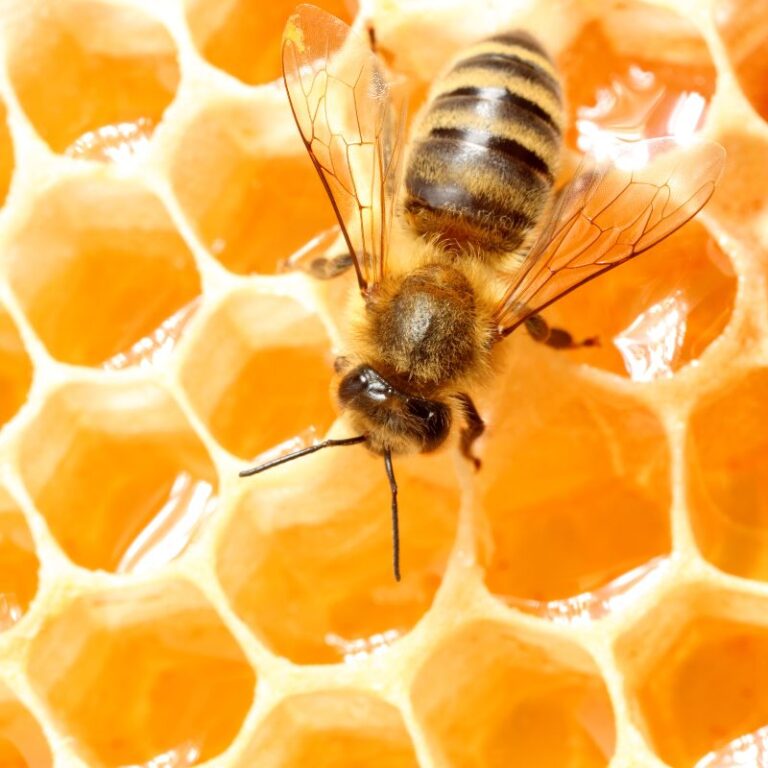 bee on honeycomb