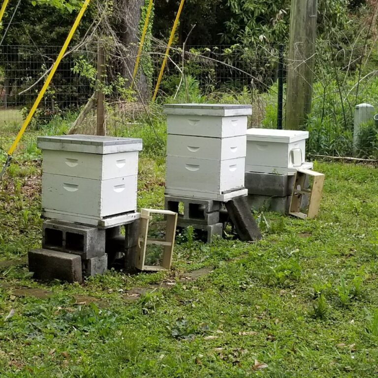 Bee hives on 4 cinder blocks