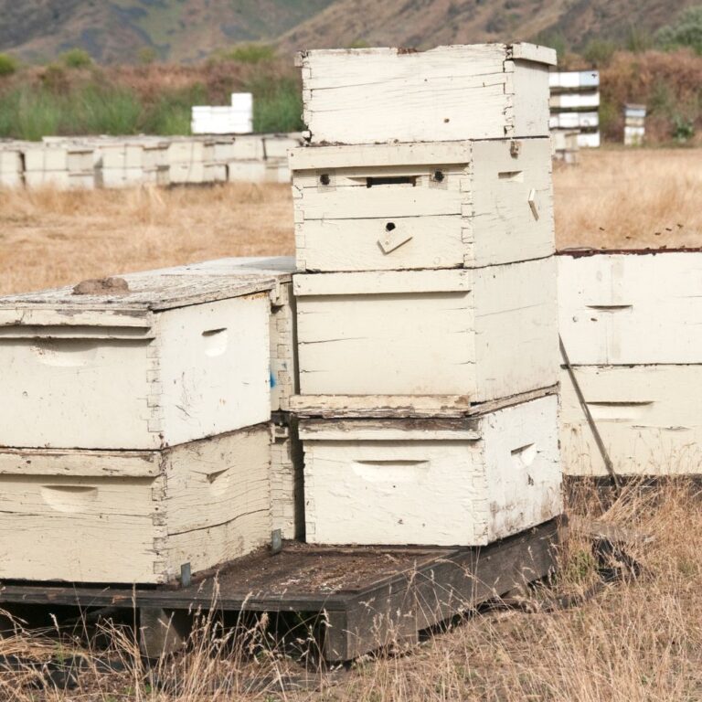 Commercial Bee Hives on Pallets