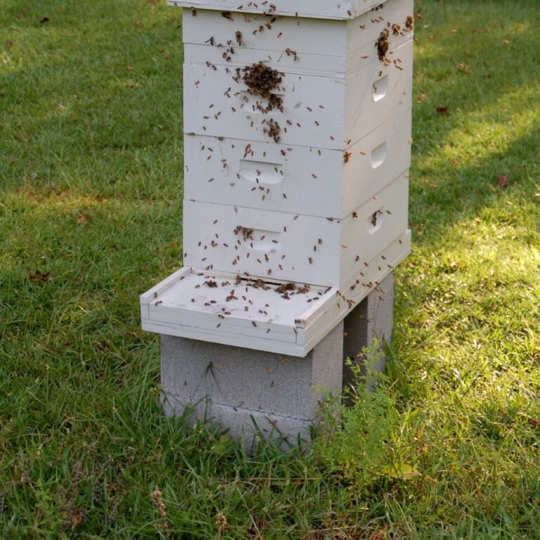 Hive of 4 cinder blocks