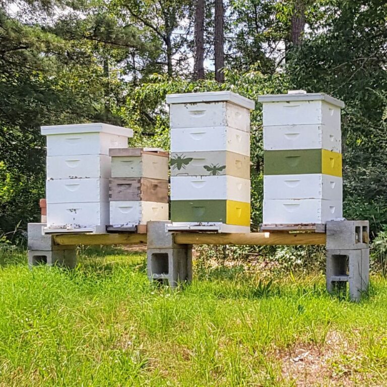 Hives on cinder blocks and timbers