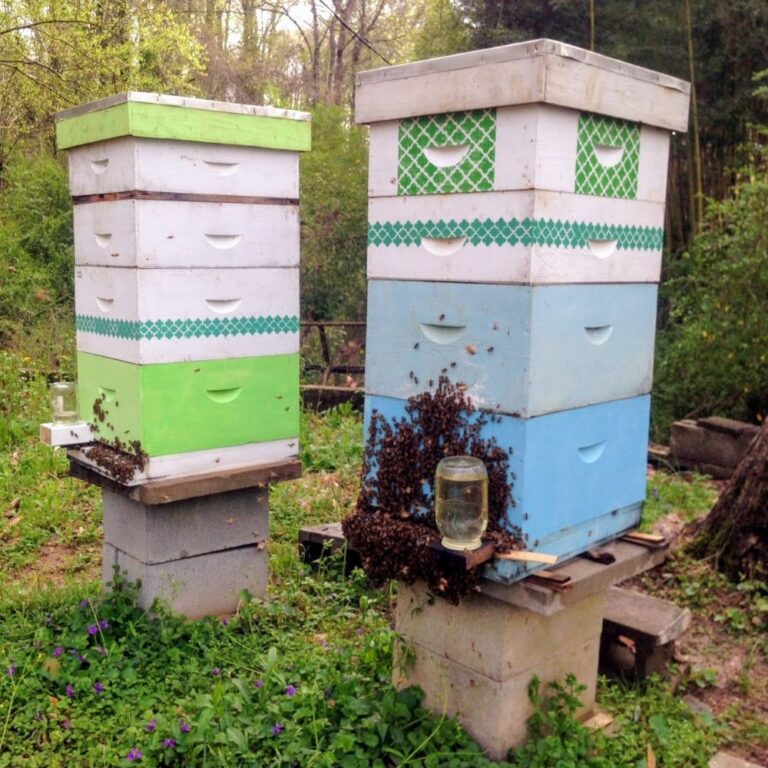 Hives on cinder blocks that are too tall