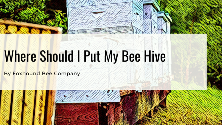 Where Should I Put My Bee Hive