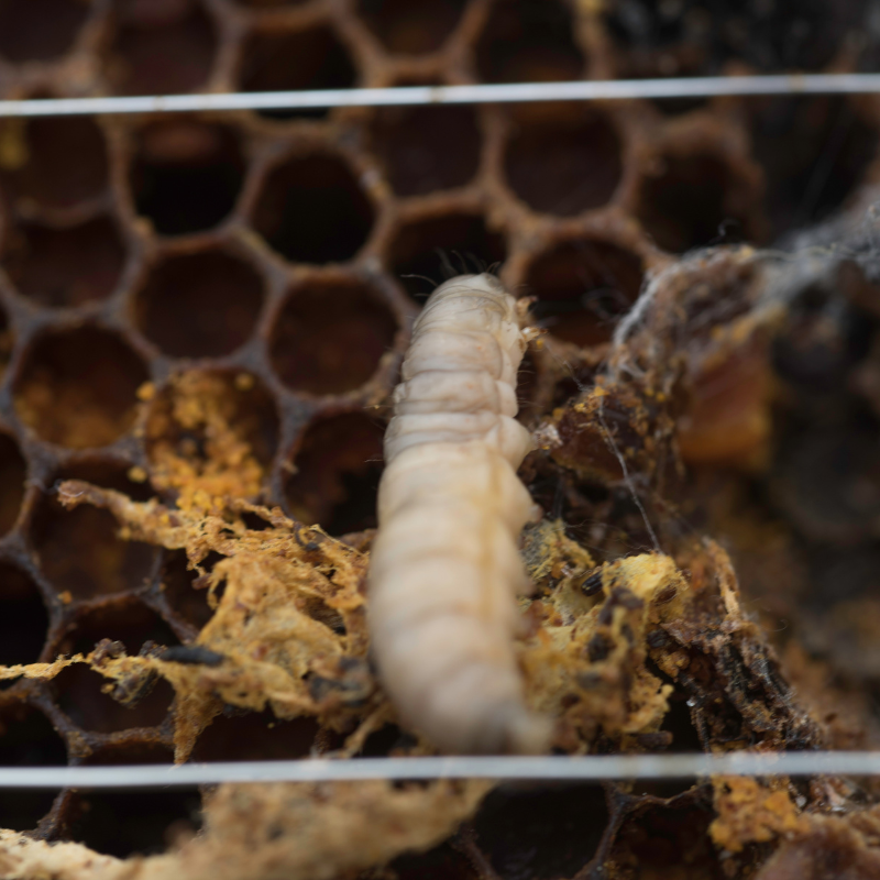 Wax Moths: What Beekeepers Can Do - Foxhound Bee Company