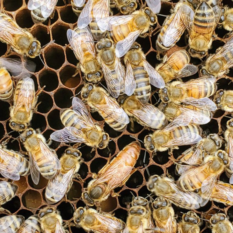 image 2 queen bee among workers
