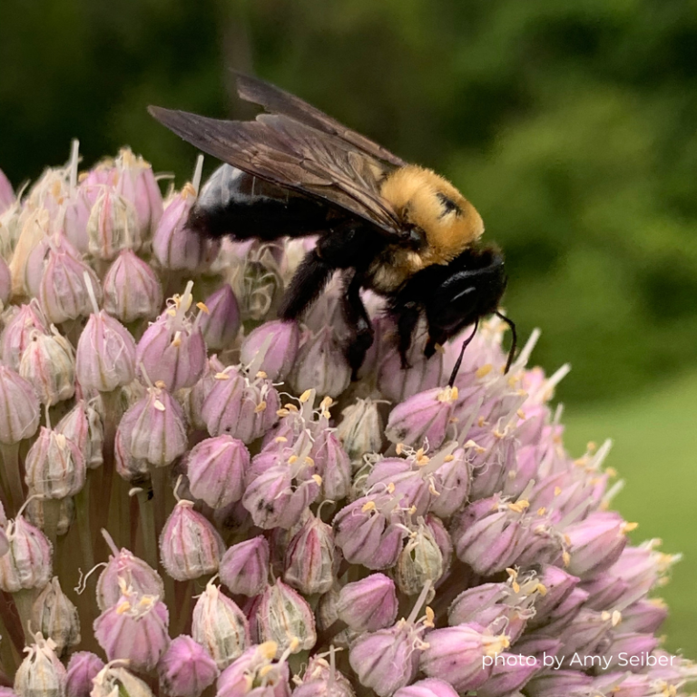 image 6 carpenter bee