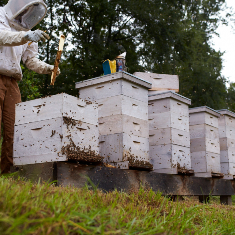 Hives with honey supers