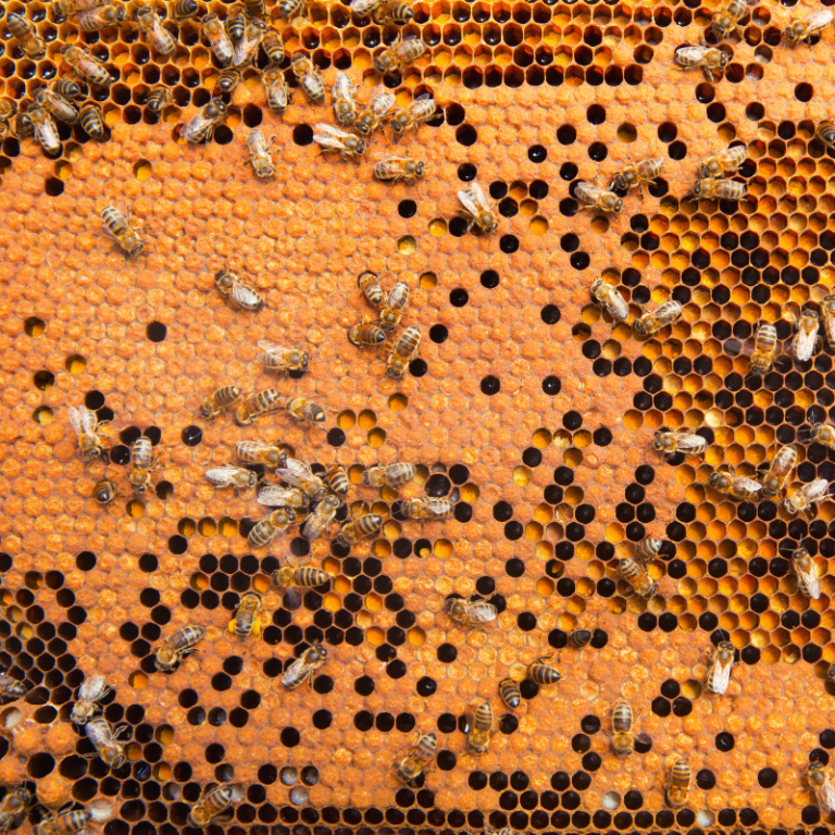 Brood pattern on a frame with pollen