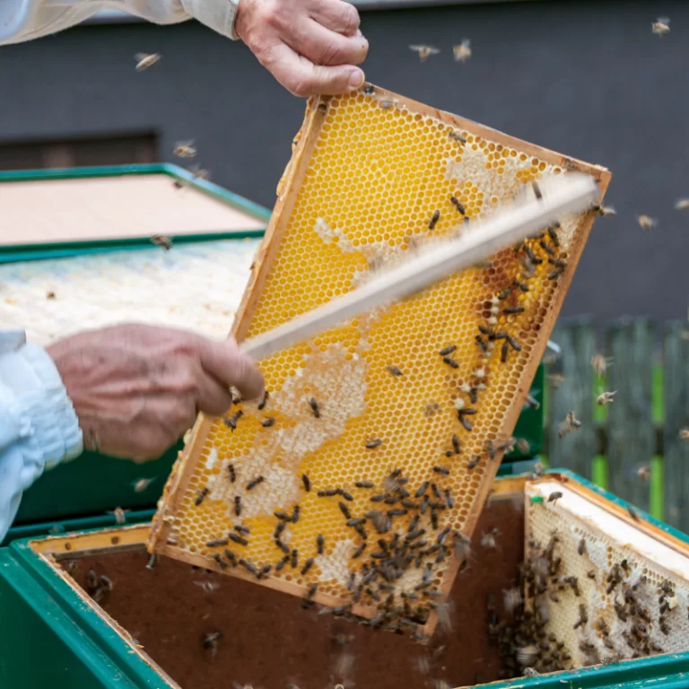 Brushing-bees-off-honey-frame