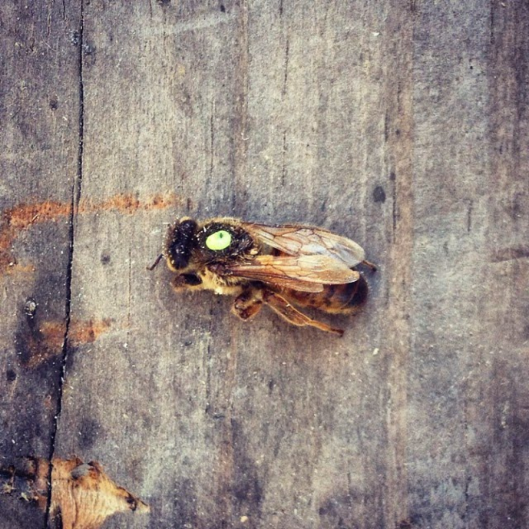1 Dead Queen Bee